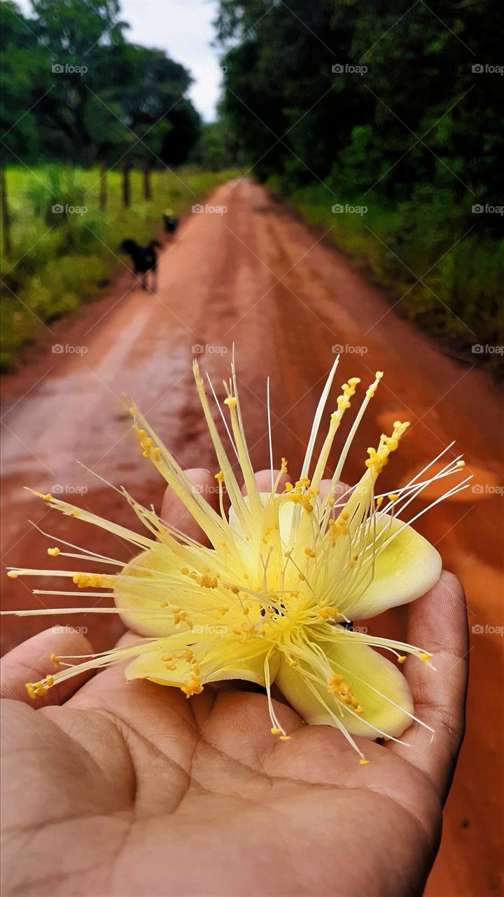 Flor de pequi na estrada