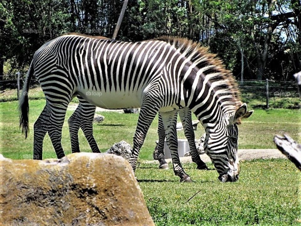 Zebra