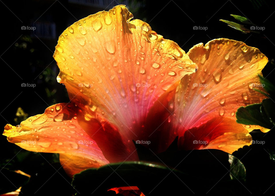 beach garden light pink by 3rdandocean