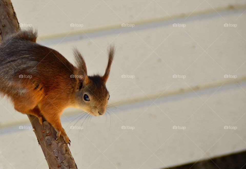 Squirrel on branch