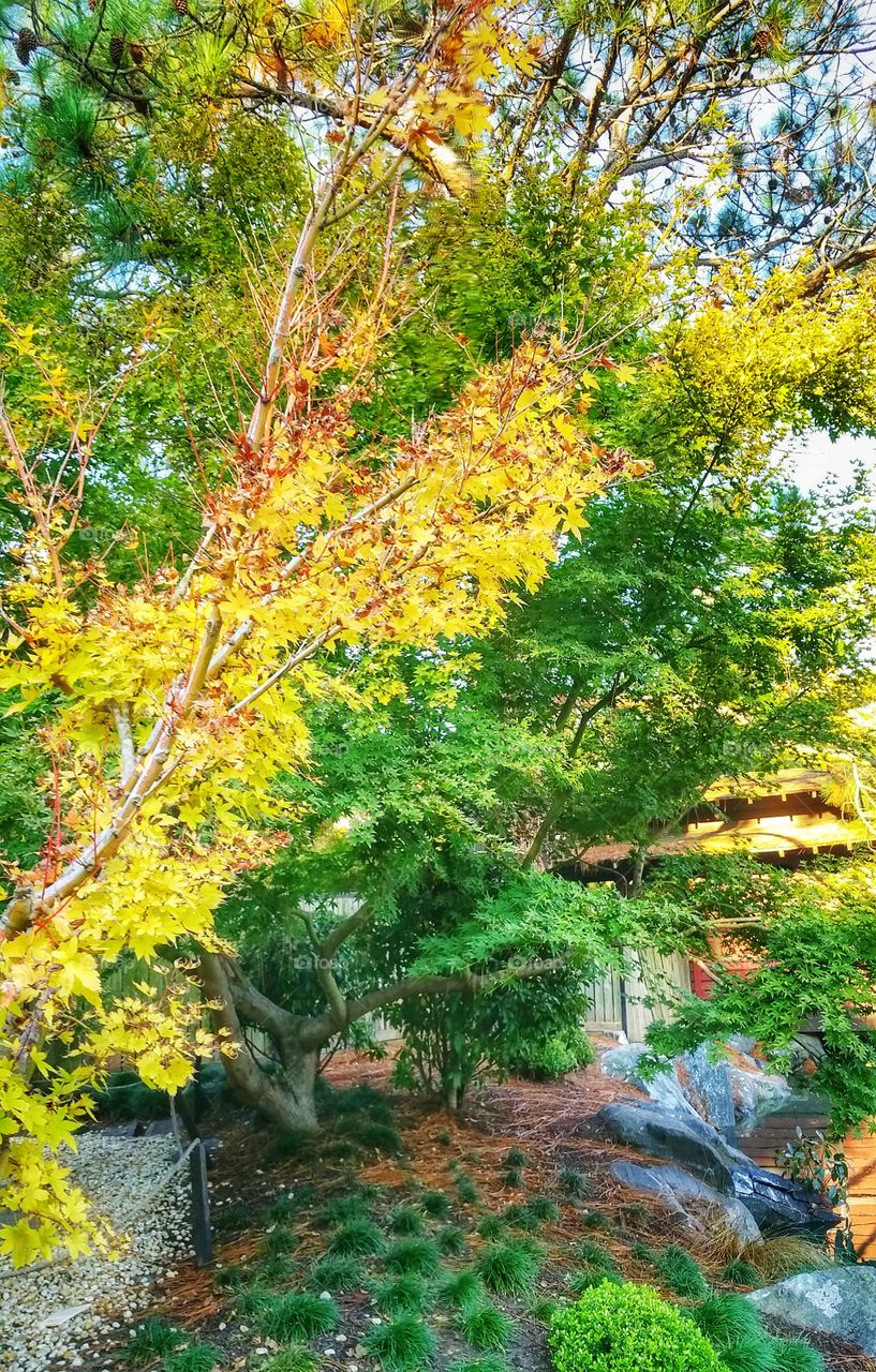 In a Japanese garden in early Autumn. Leaves from one branch of a maple tree had turned completely yellow while other surrounding ones remained green.