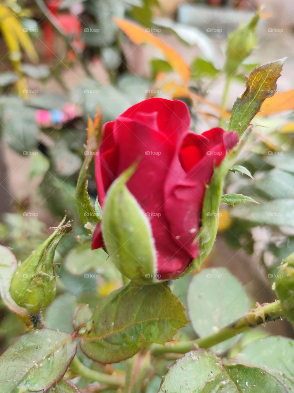 Pure Red Rose