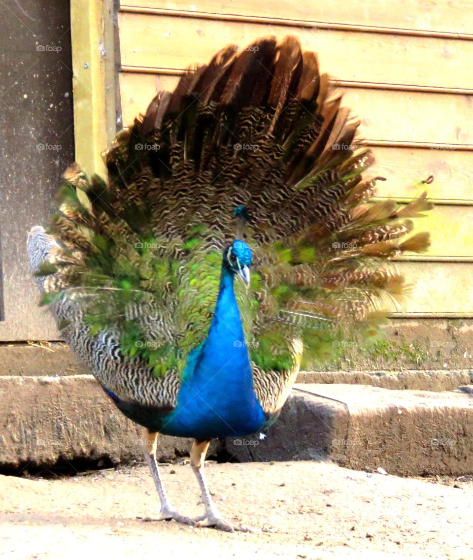 bright peacock