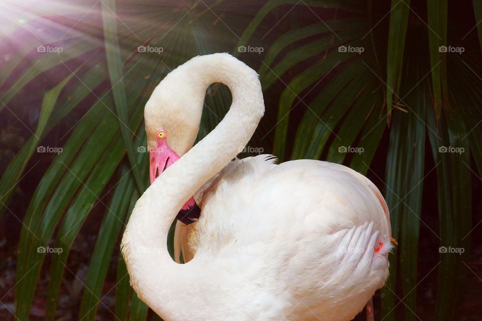 Just a beautiful flamingo