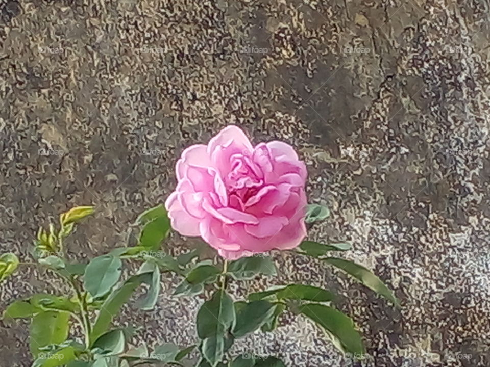 pink rose