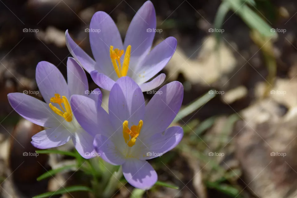 Frühlingsboten