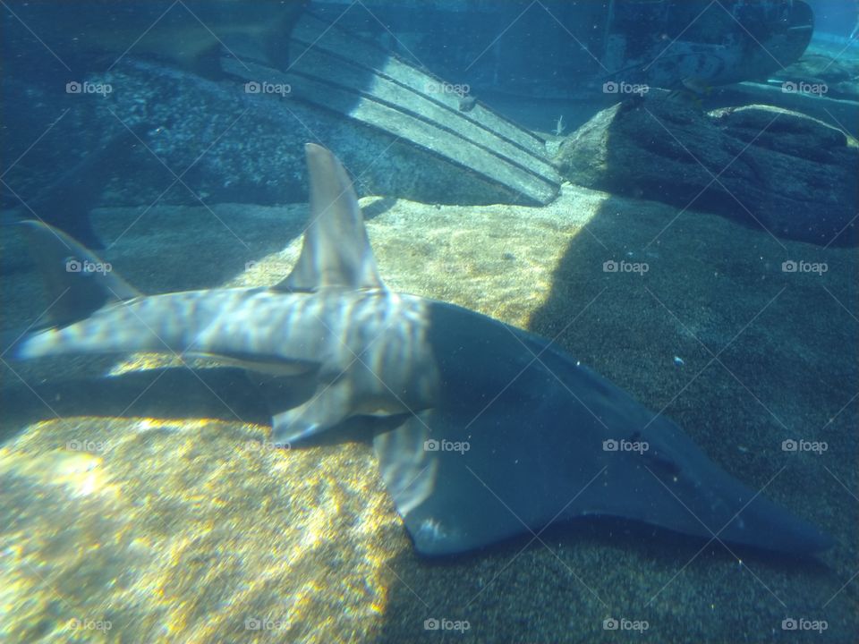 Under the sea
Under the sea
Darling it's better
Down where it's wetter
Take it from me
Up on the shore they work all day
Out in the sun they slave away
While we devotin'
Full time to floatin'
Under the sea 🎼