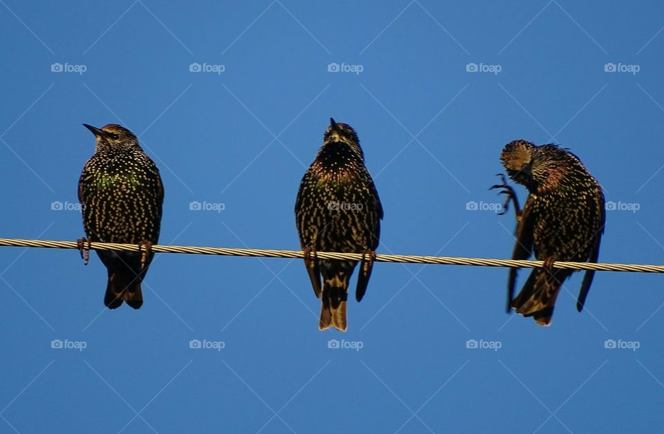 Birds perching on wire