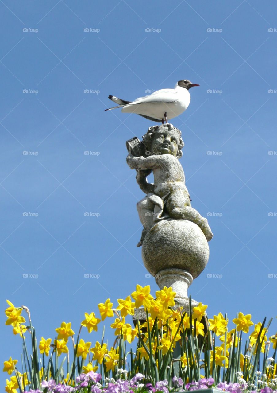 Seagull om top of a fountain 