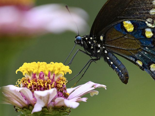 Butterfly landing on a flower