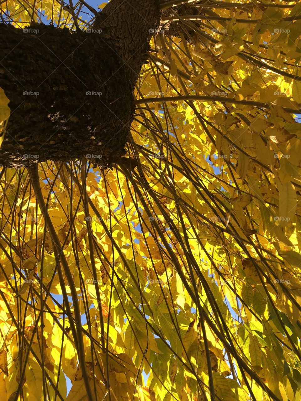 Otoño Hojas Doradas Cambios Árboles Caídas Marrones