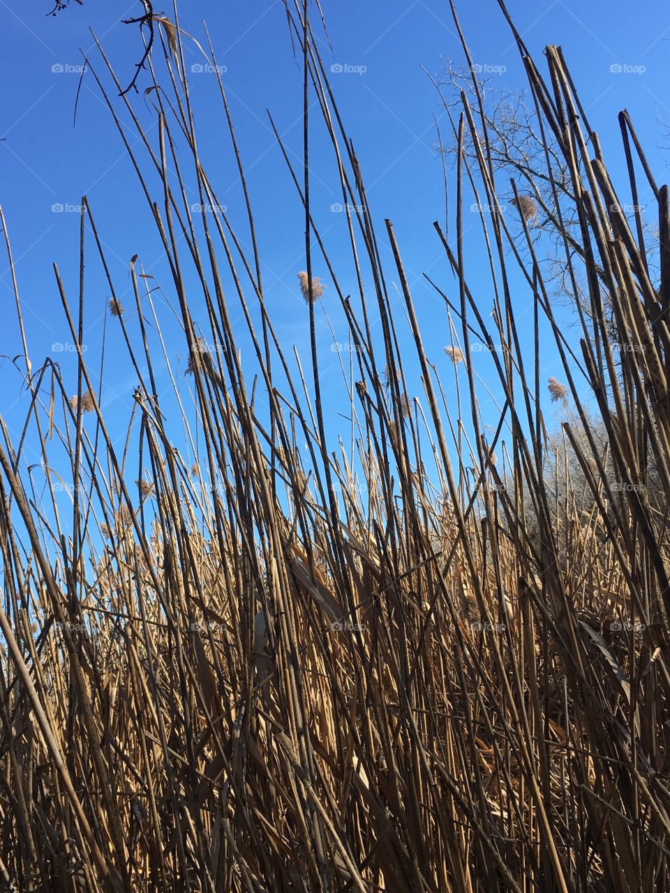 No Person, Growth, Grass, Nature, Reed