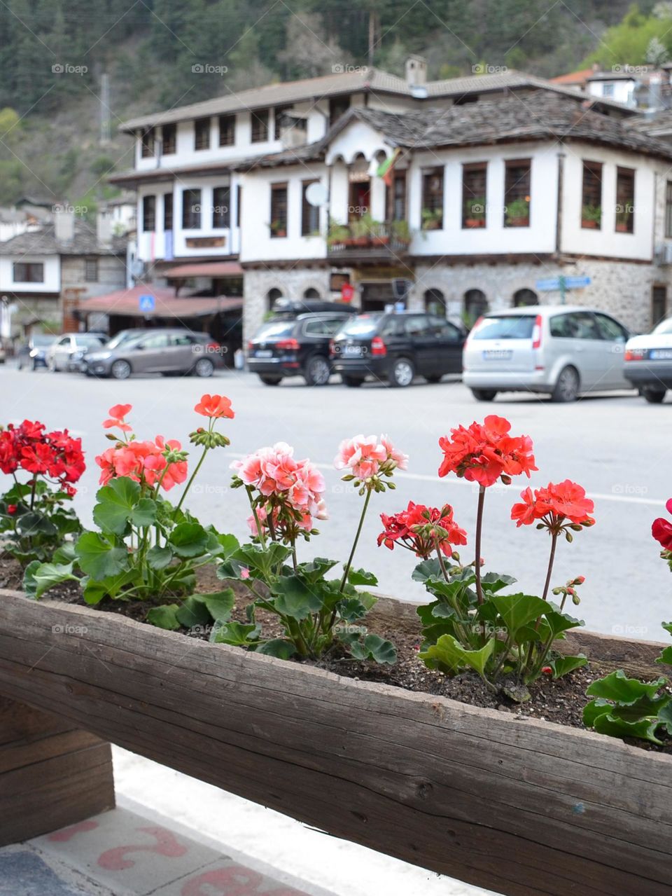 Urban Nature, Plants, Bulgaria