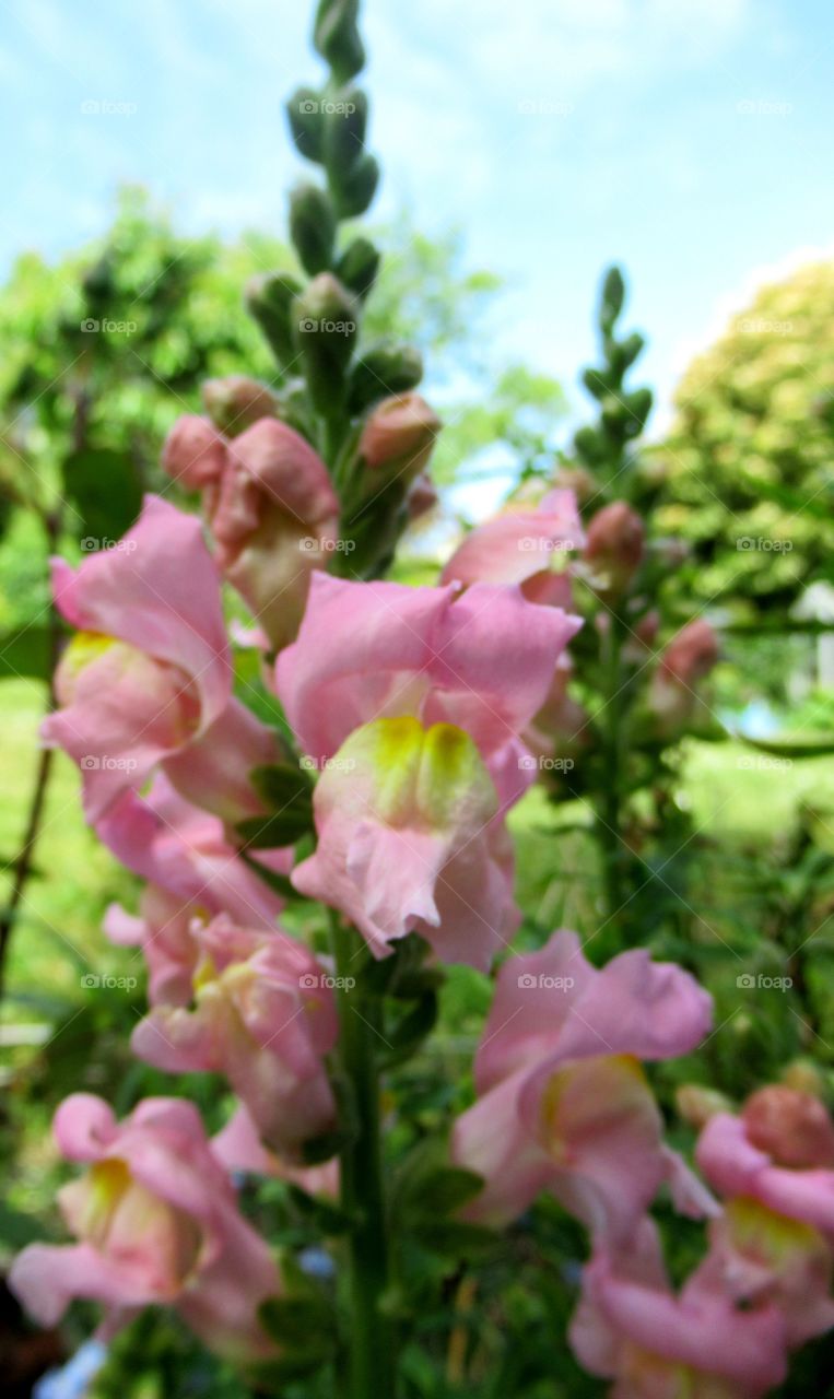 Snap dragon plant growing in the garden