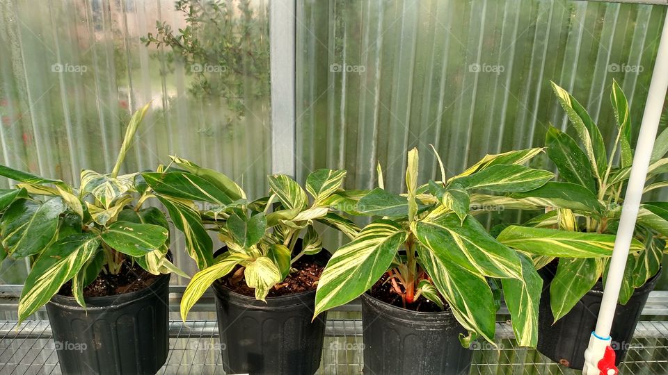 variegated ginger plants