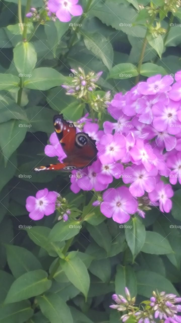 Butterfly on purple pink flowers gathering nectar, summer in Northern Ireland Gardens