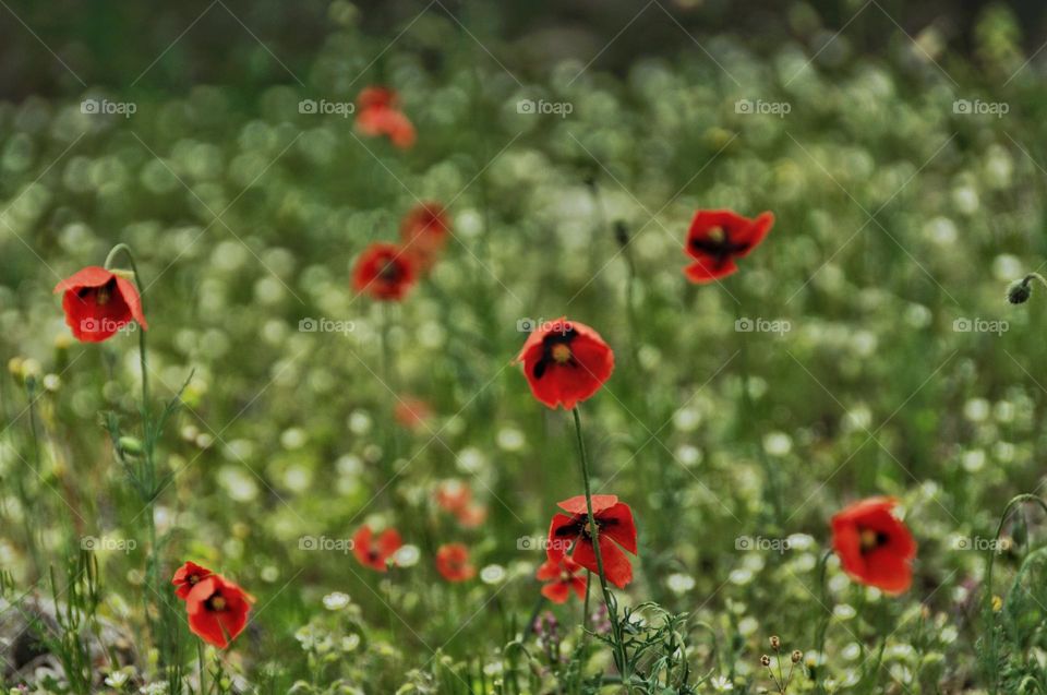 Poppy field. Red poppies. Natural background. Flowers. Spring background 