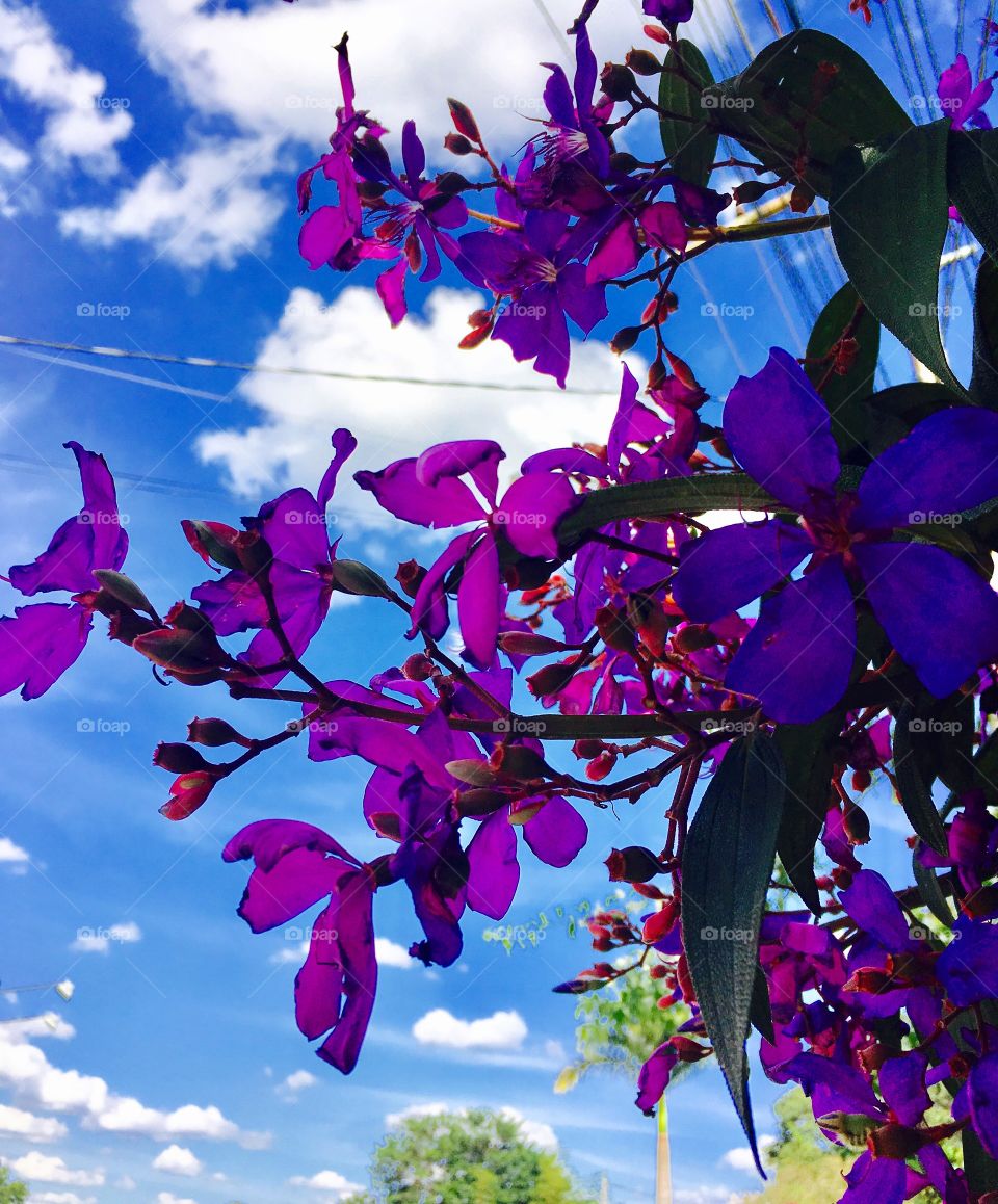 ‪Nossas lindas #quaresmeiras!‬
‪Temos #ROSA e #ROXA no jardim. Nesta época, + floridas do que nunca. E combinam perfeitamente c/ o #céu azul.‬