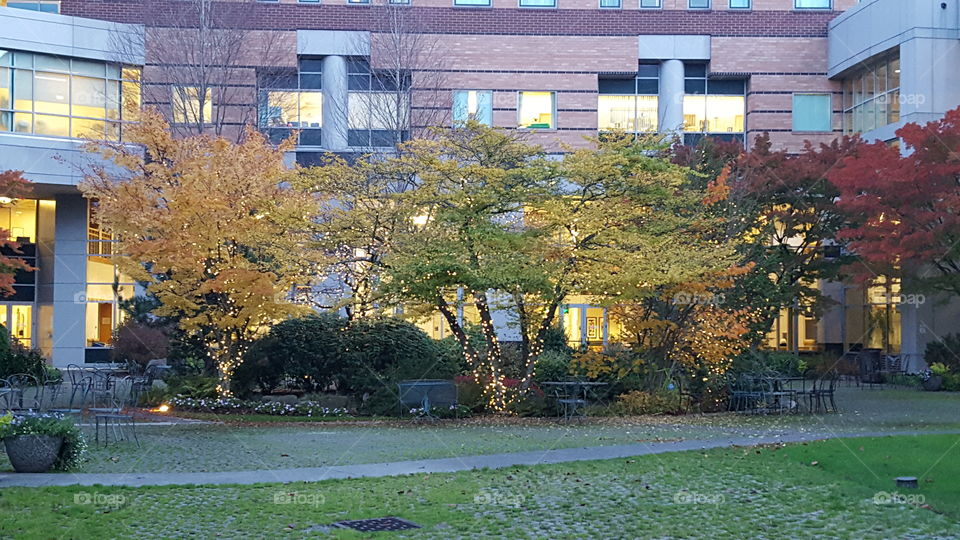 Christmas courtyard