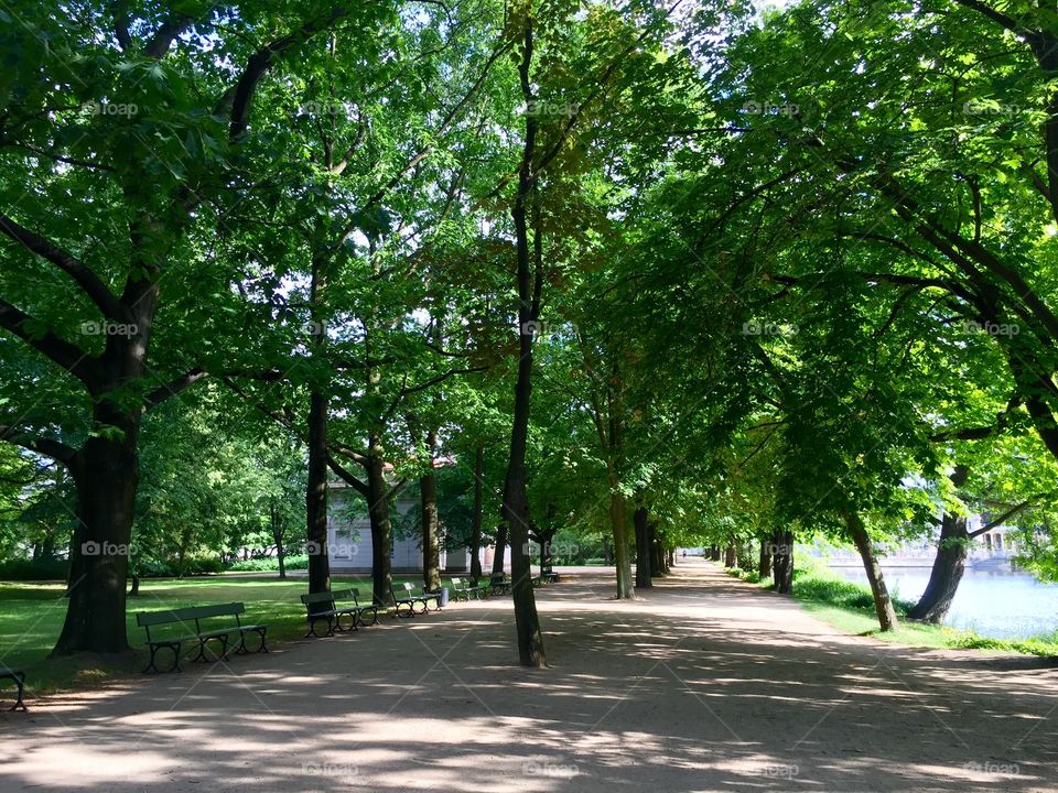 Alley in the park Lazienki in Warsaw