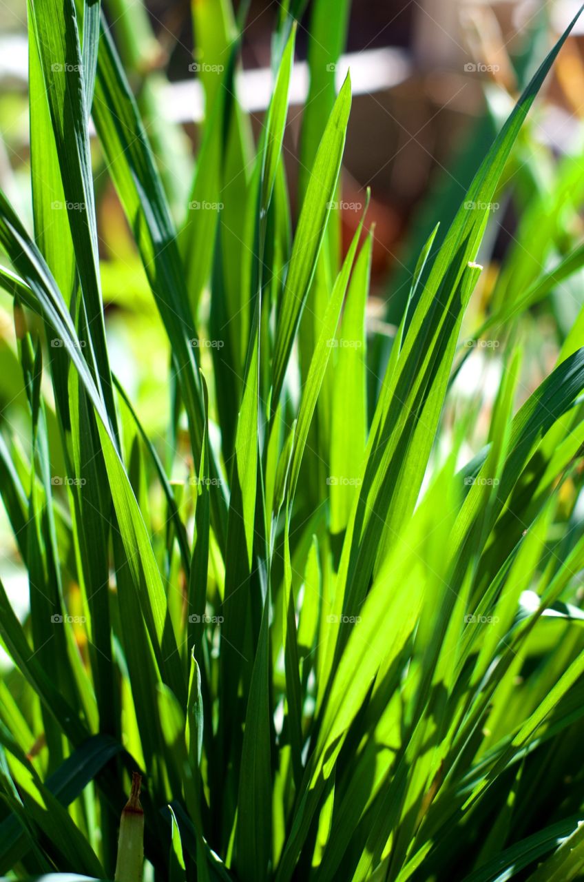 Wheat Grass