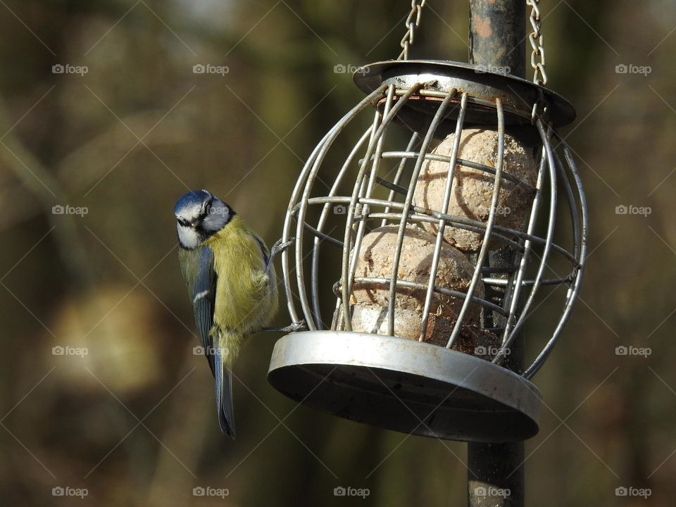 Little Eurasian Blue Tit on the feeder, quick, colorful bird, UK