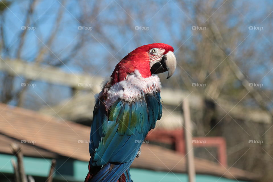 Amazon Parrot Red, White and Blue