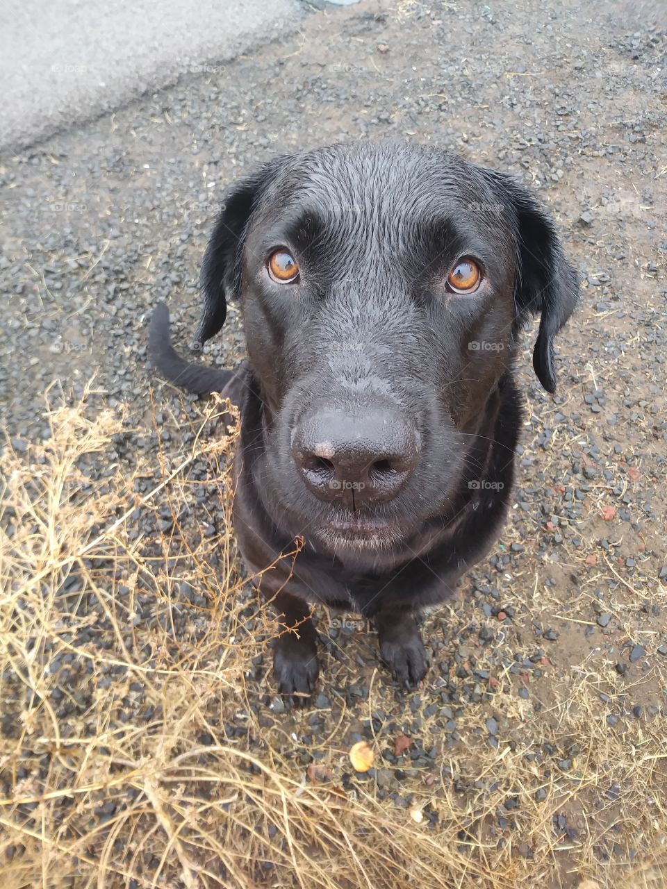 Black lab resting during a walk in light rain