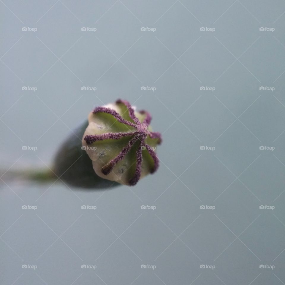 Flower, No Person, Nature, Leaf, Blur