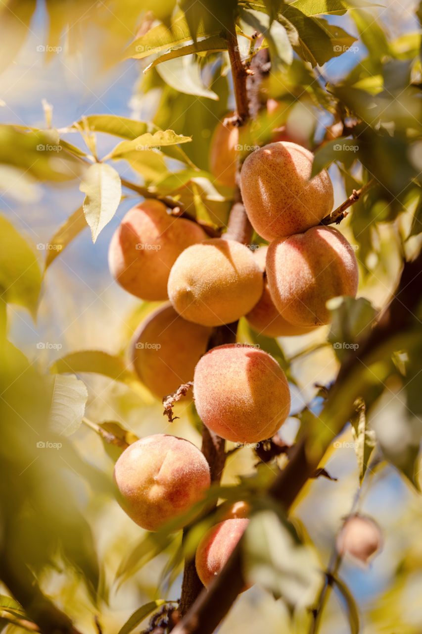 autumn harvest of fragrant peaches