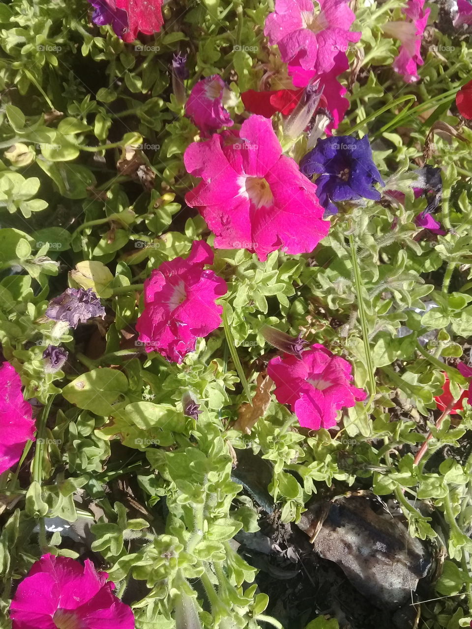 flores de plantas de jardín llamadas Petunia, en un cantero de la plaza de un pueblo.