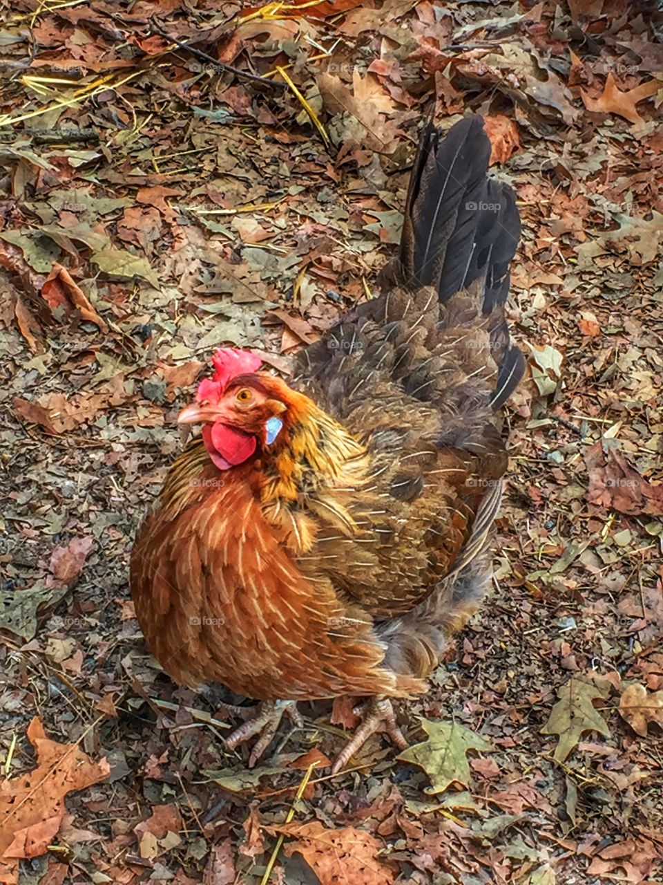 Free range chicken at Jamestown Settlement 