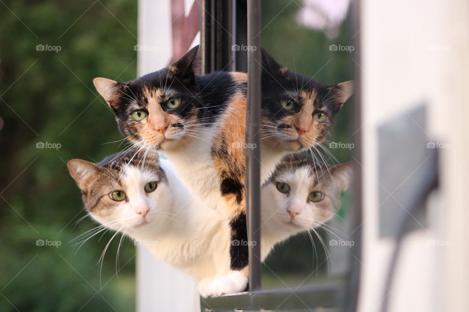 Gatos libres/free cats 