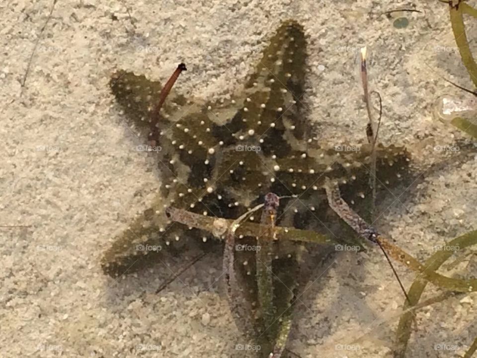 Starfish