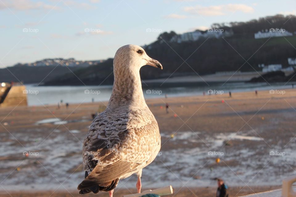 Seagull on a wall overlooking a beach