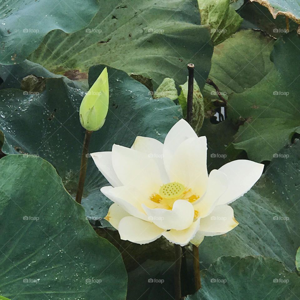 lotus that grows on the surface of lakes.