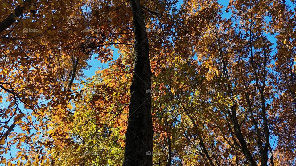 Colorful Tree Tops in the fall