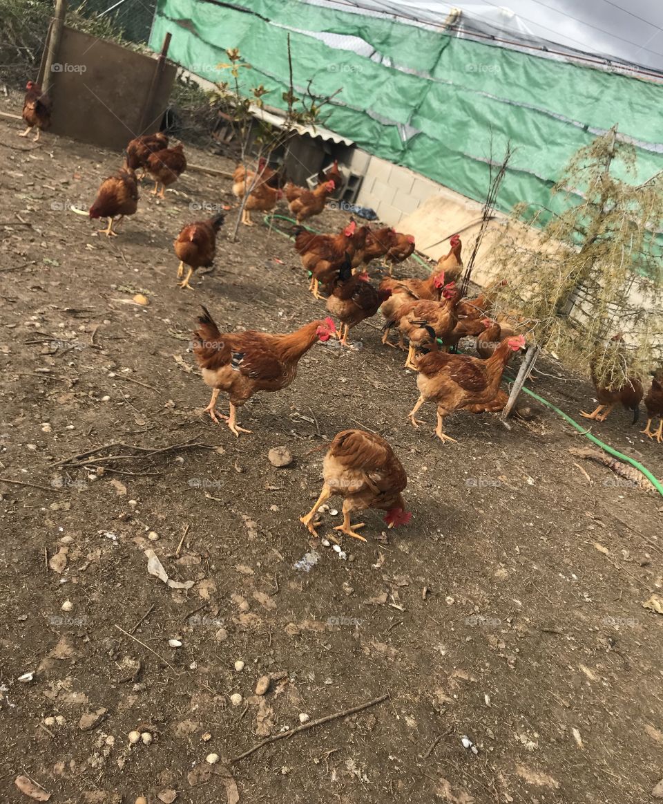 happy chickens