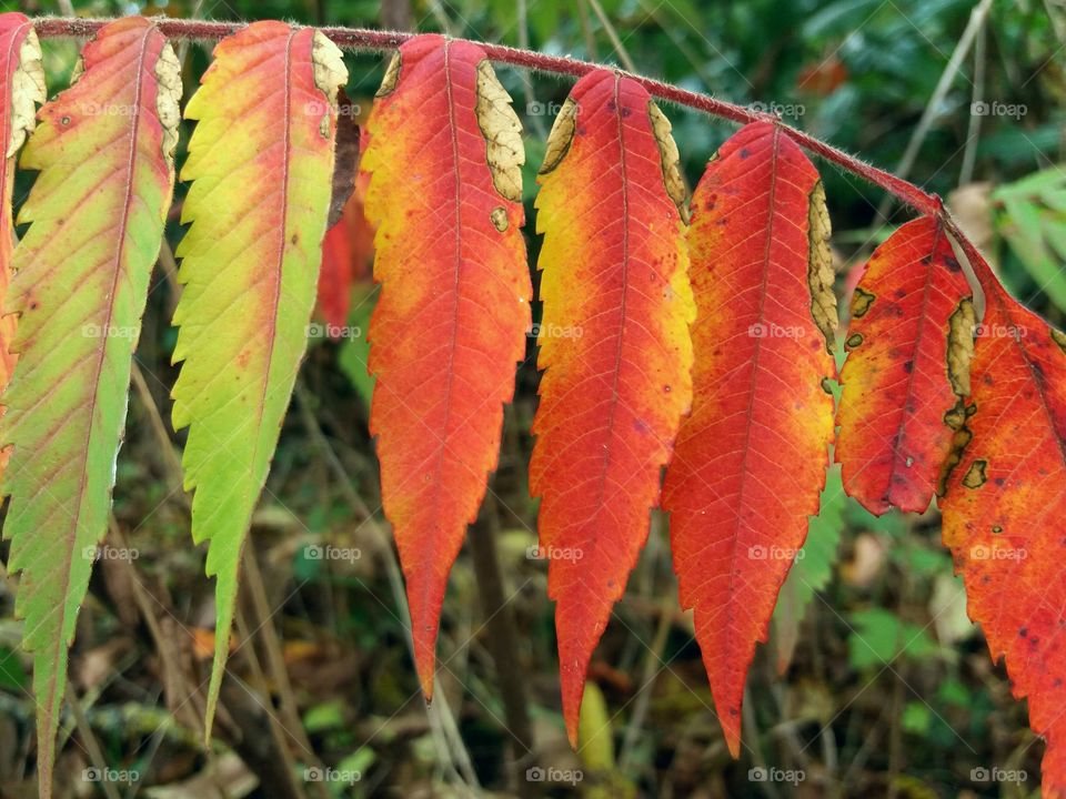 colourful fall leaves