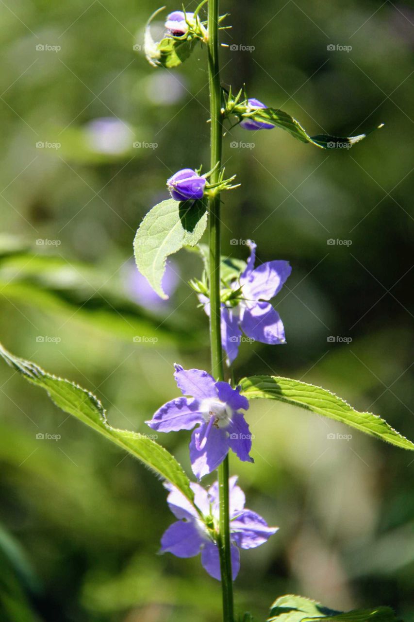 Purple Wallflower