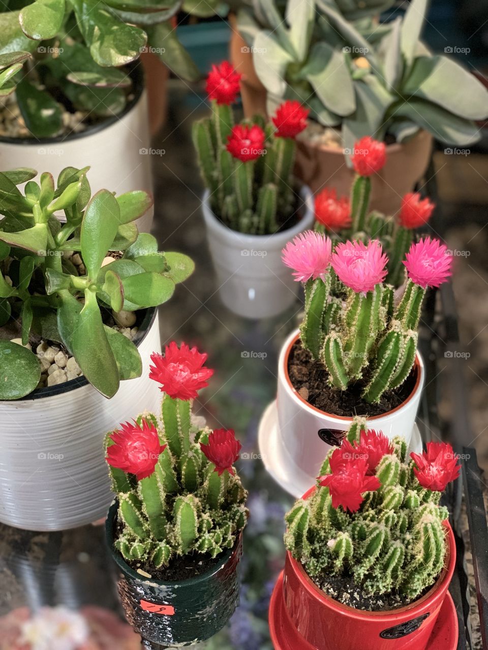 Beautiful flower blossoms of fairy castle cactus. Indoor, outdoor garden. Home decor.