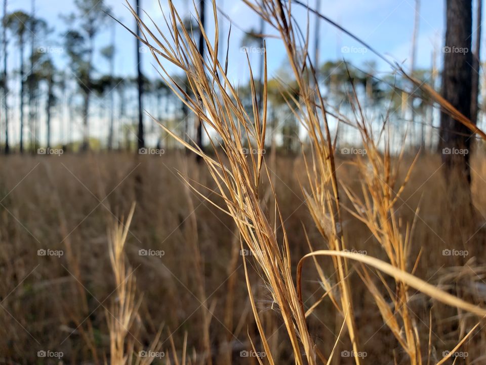 Tall grass and forest