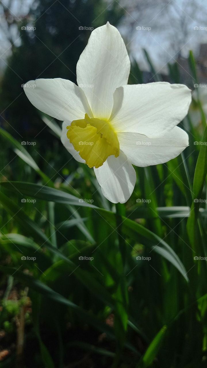 narcissus