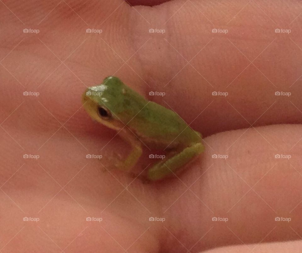 The tiniest frog I've ever seen