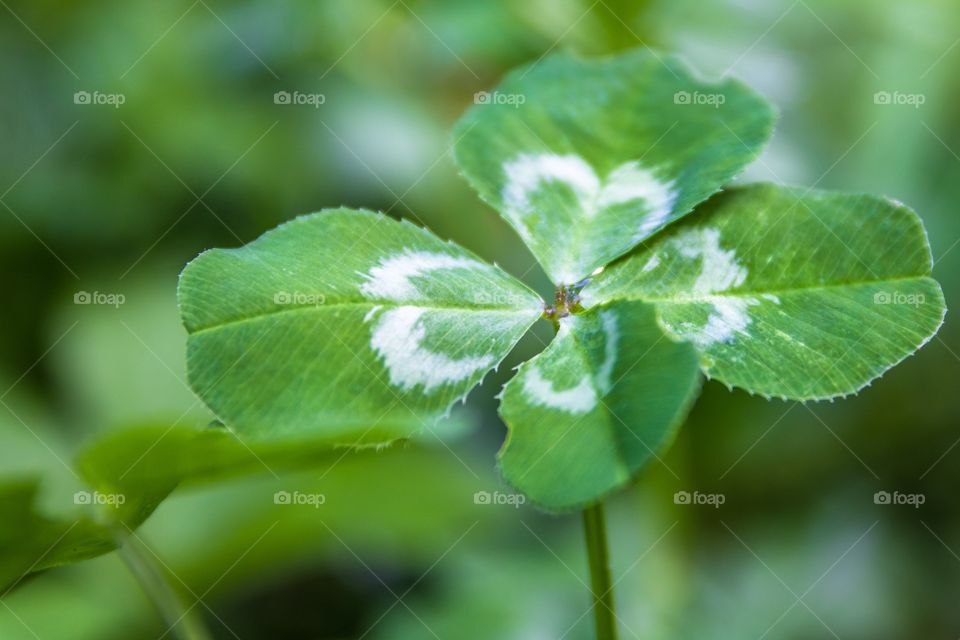 Extreme closeup horizontal photo of a live green four leaf clover