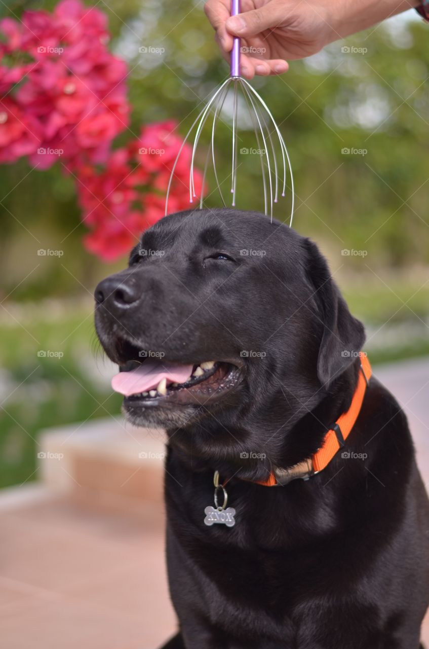 My dog loves a good head Massage that makes him laugh and relax
