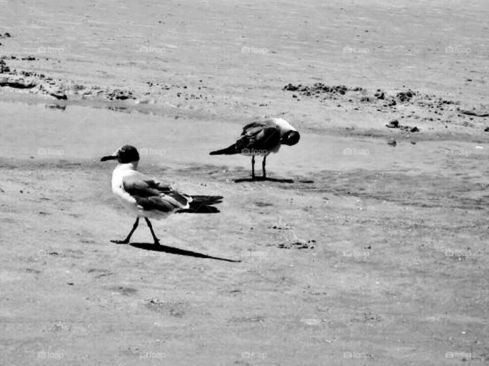 Seagulls at Hilton Head Island, SC