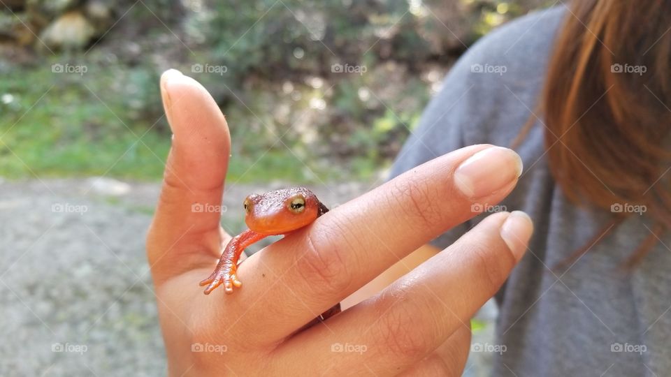 Holding a newt in a forest
