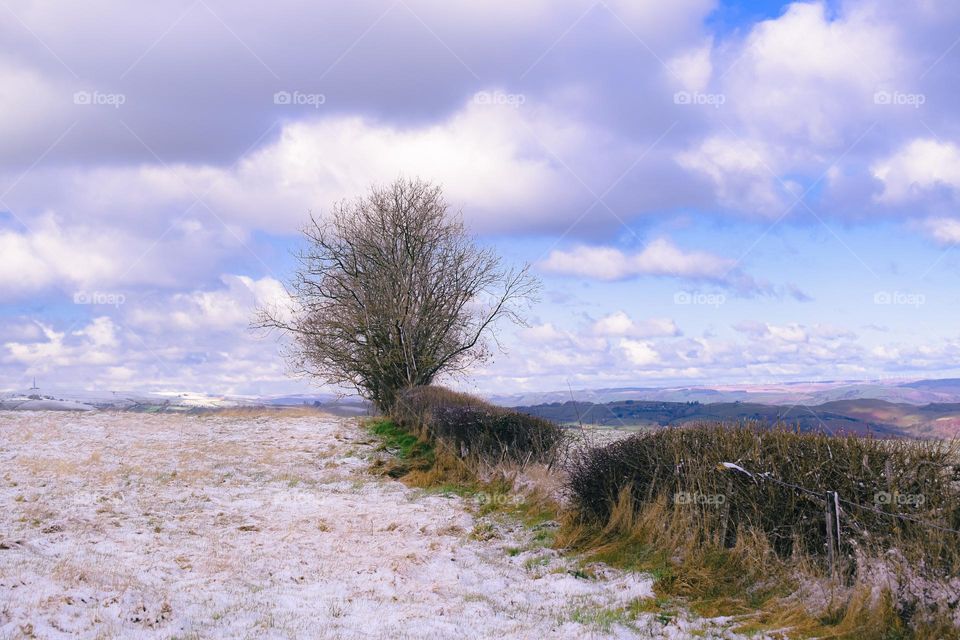 snow covered field with hedge and trees