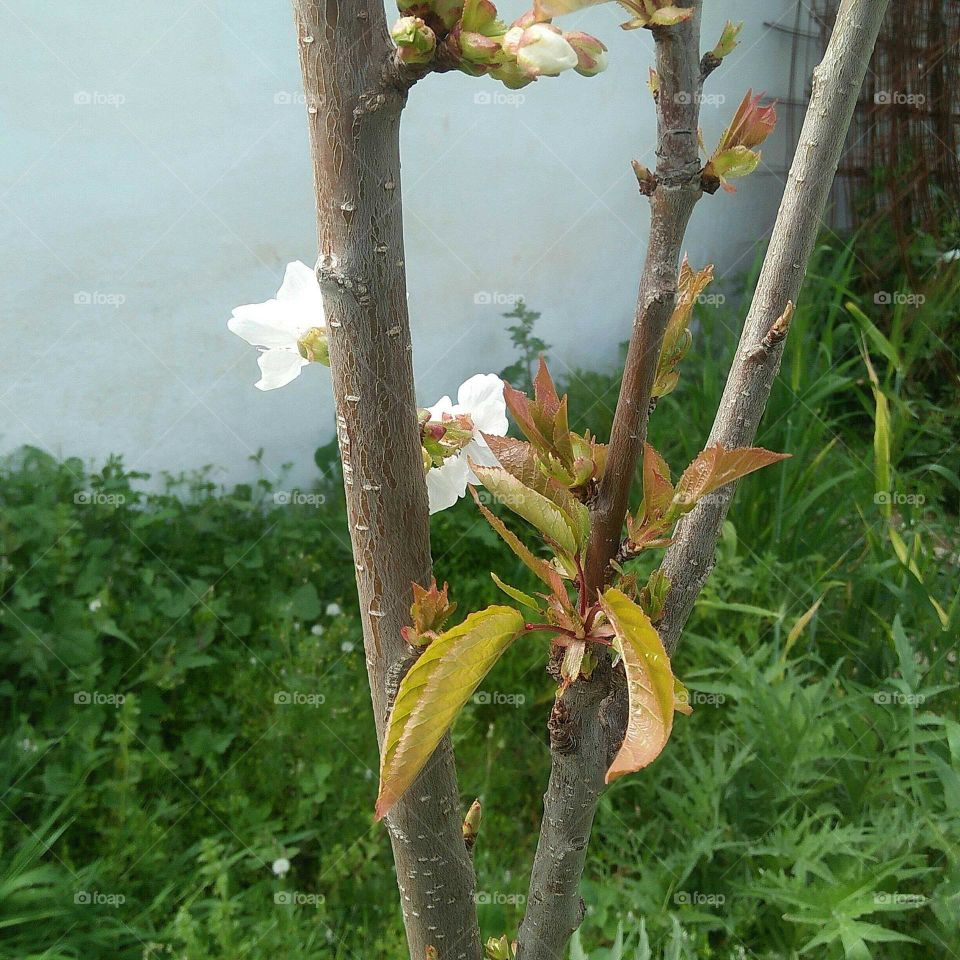 Beautiful plant with white flowers